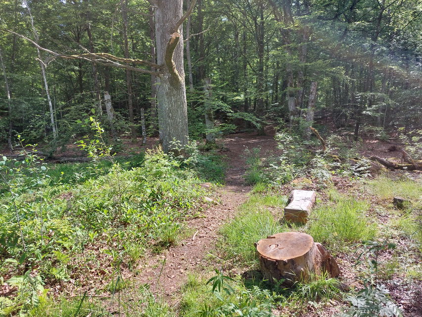 Över stubbar, stockar och sten