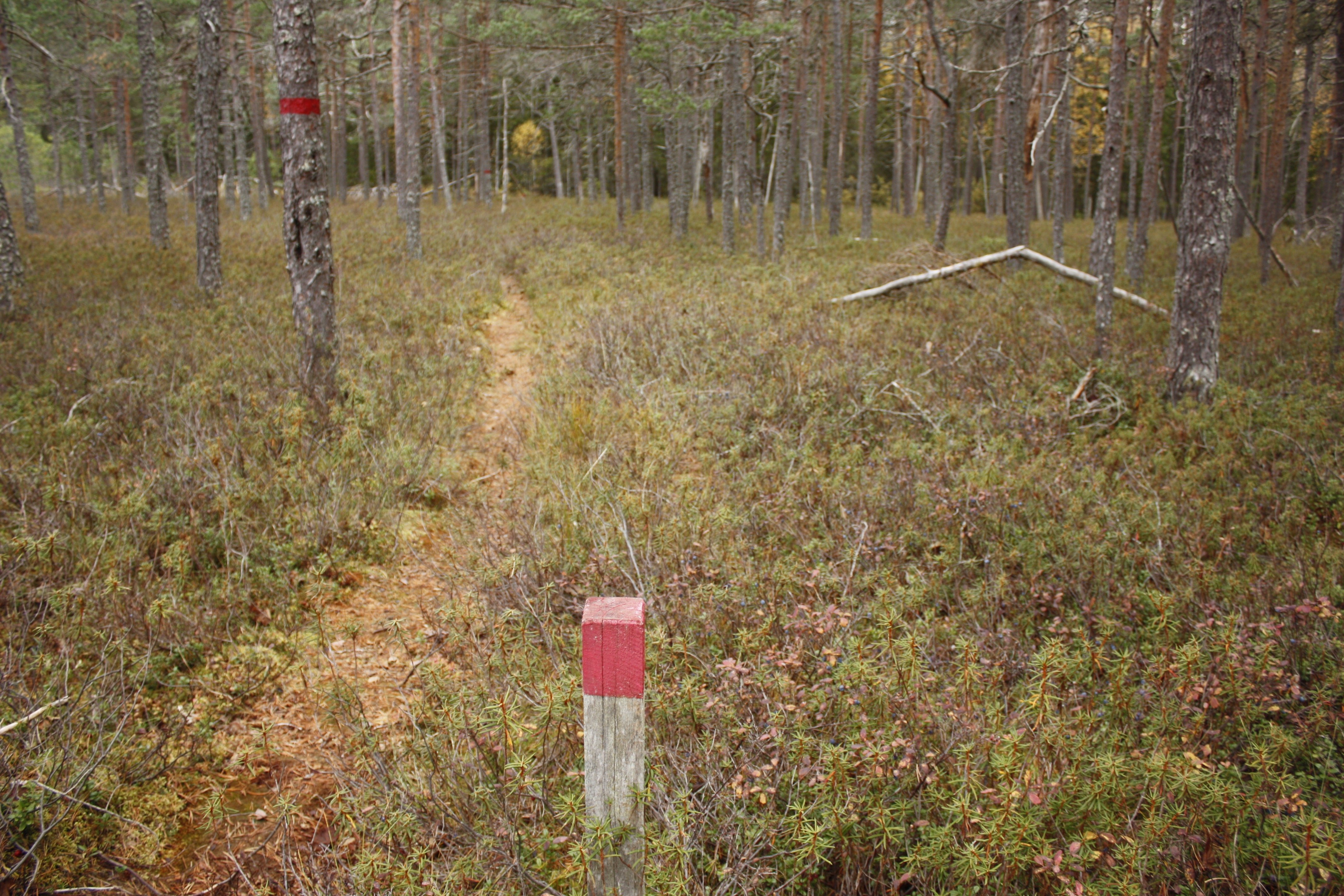 En smal skogsstig med mycket skvattram på båda sidorna. Vid stigen står en kort stolpe med röd stigmarkering på.