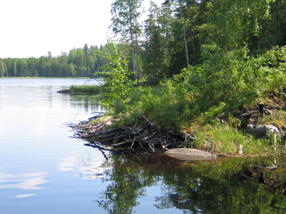 Vatten möter land. Skogen växer längs kanten och rötter går ut i vattnet.