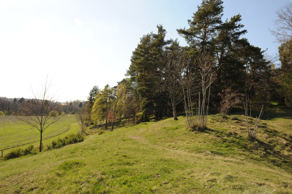 På Enekullarna växer idag en gles, gammal tallskog