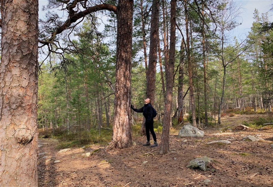 Bland 300 år gamla träd i Skevik. 