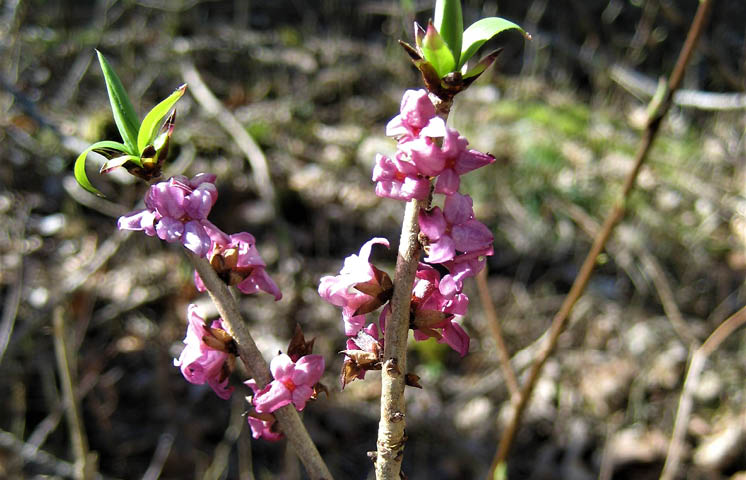 Blommande tibast. Rosa små blommor på bar kvist.