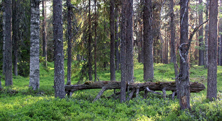 Juovvavare.