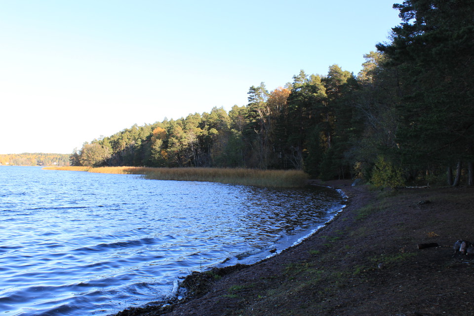 En vik med badstrand, vass och skog.