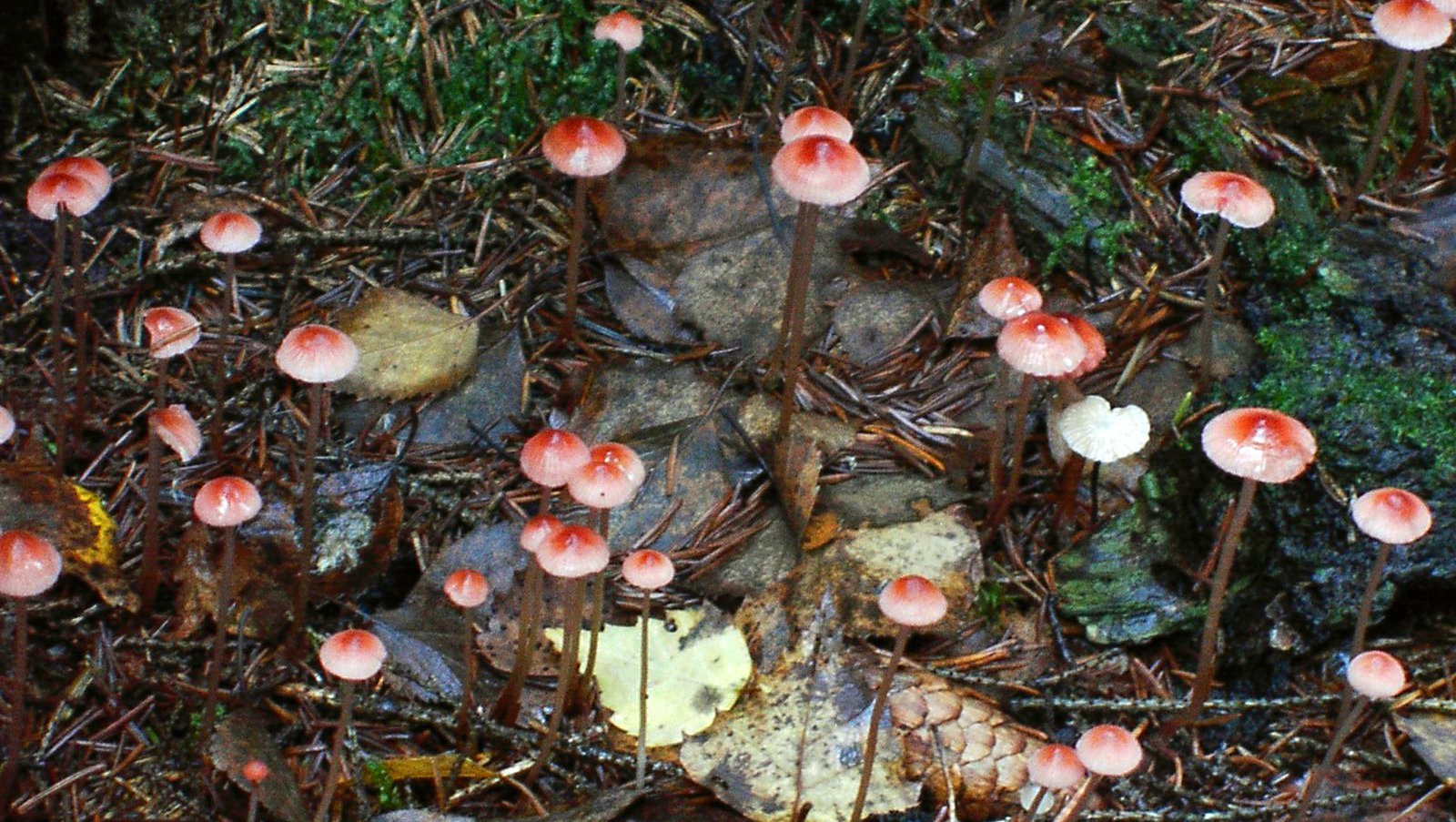 I reservatet finns många spännande svampar.