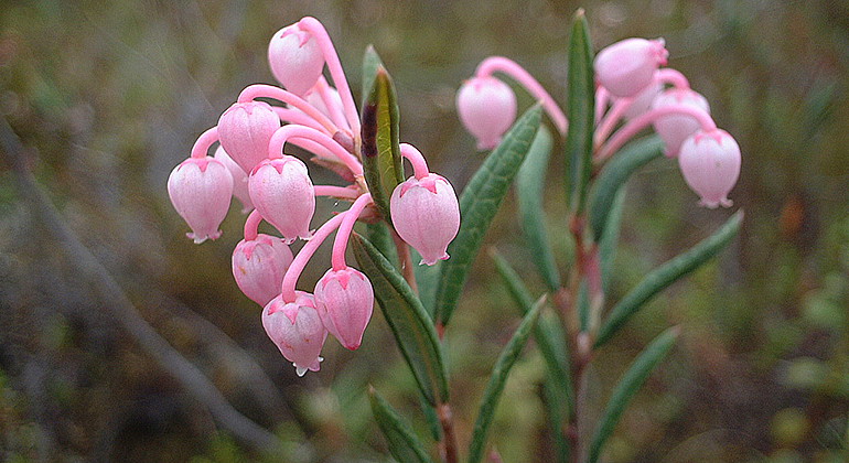 Rosling blommar i juni-juli i Stråkanäsberget.