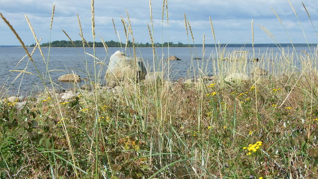 Norr-Äspen