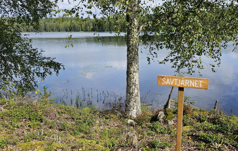 Björkar vid tjärnkant.