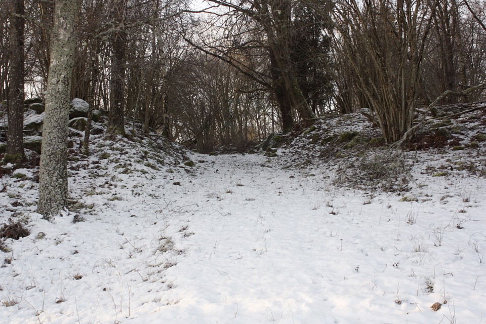 En snötäckt skogsstig med många träd runtom.