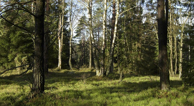 grönt gräs bland träden i reservatet
