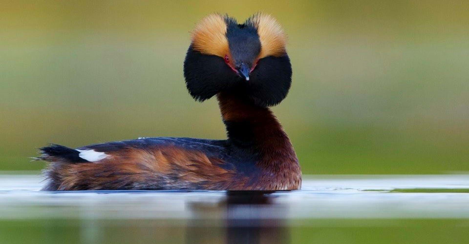 Svarthakedopping