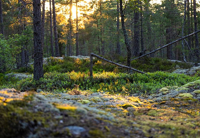 Skarpnäs naturreservat