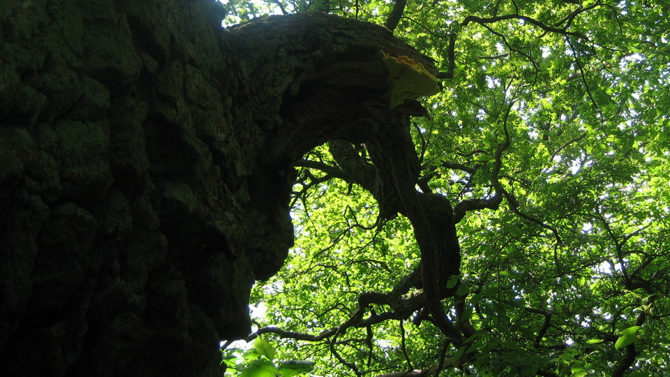 Ek med svavelticka i Larsberg. Foto Lidingö stad