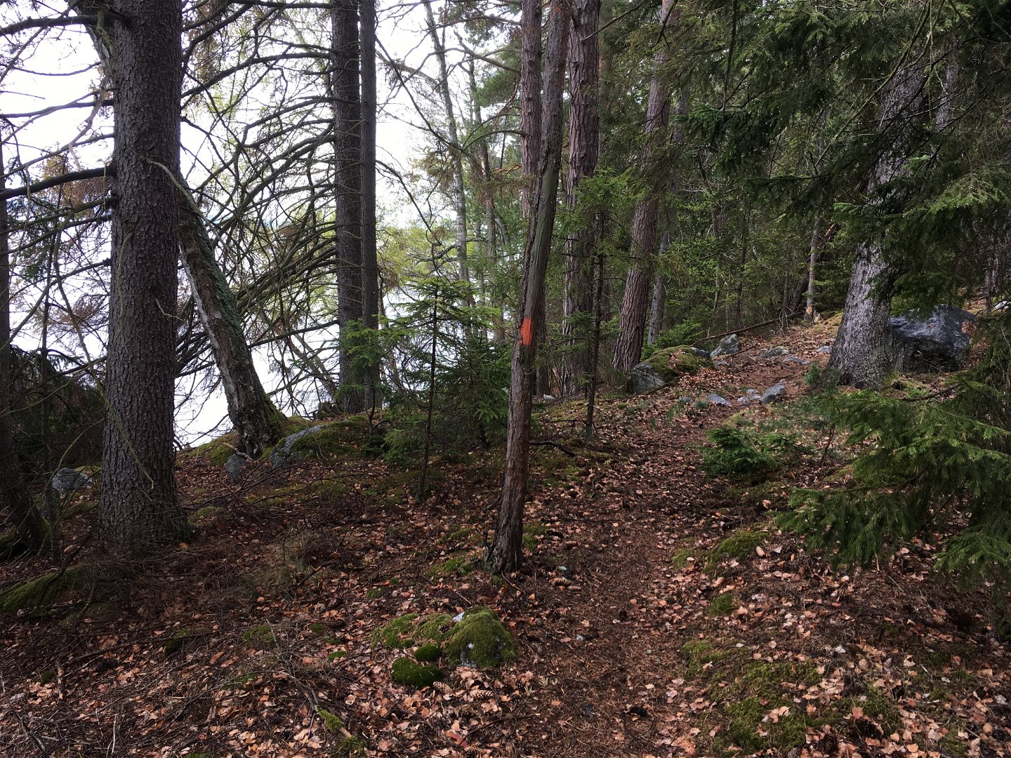 En smal stig med flera stenar på går genom skogen. På ena trädstammen finns en orange stigmarkering. 