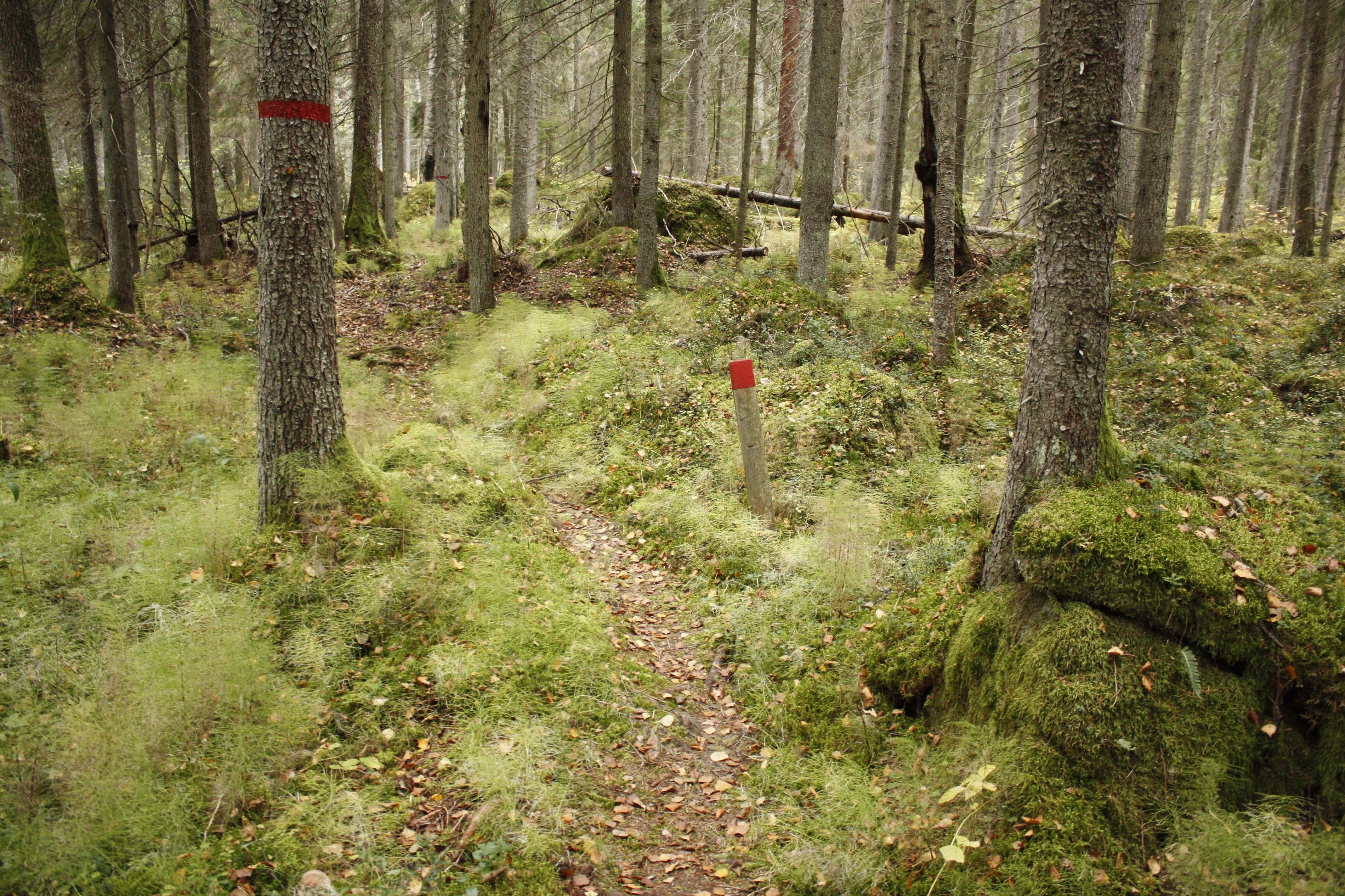 En mycket smal skogsstig löper över ojämn terräng. Vid stigen står en kort stolpe med röd stigmarkering på. 
