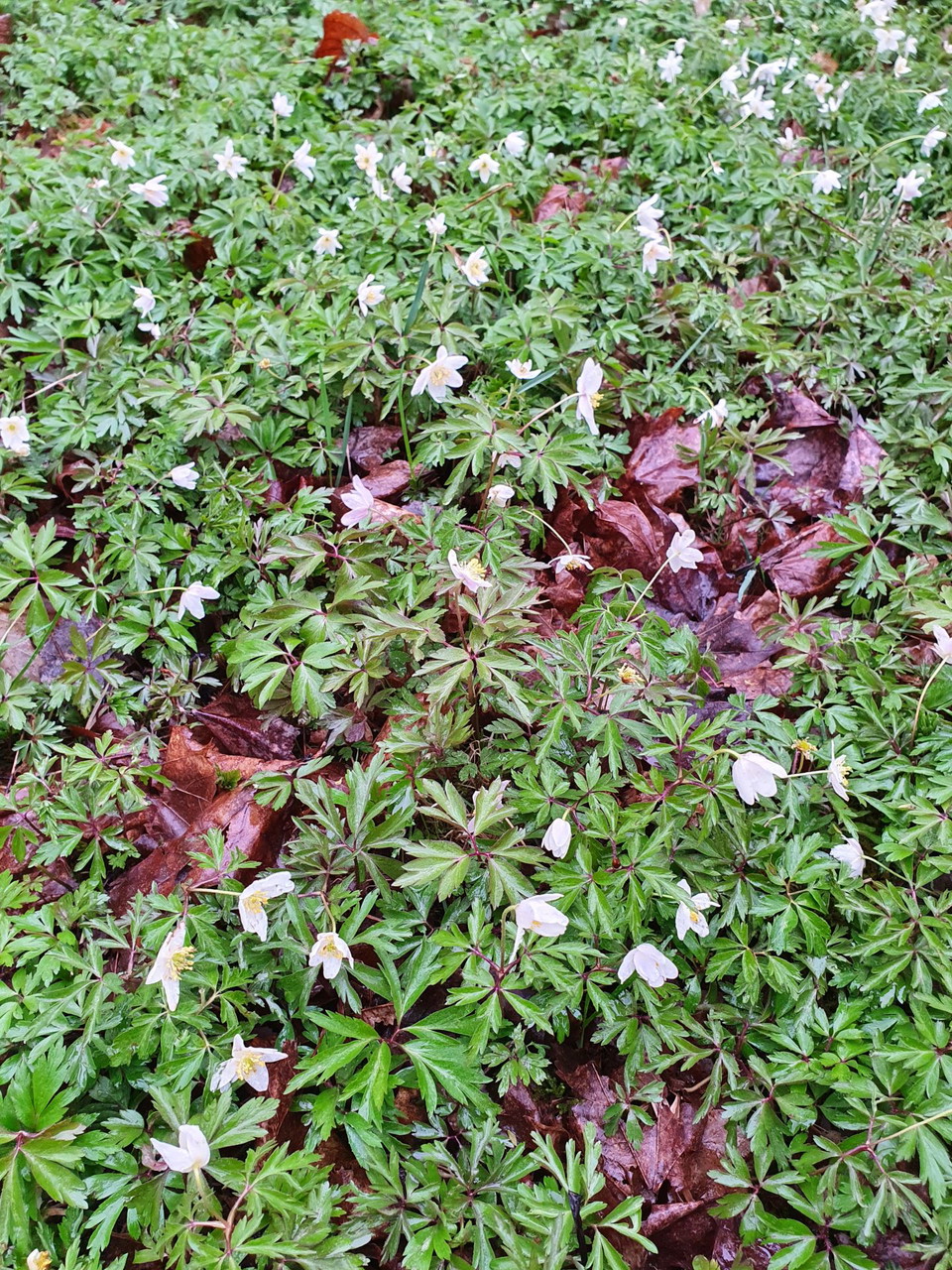 Lökene gravfält, Grums kommun