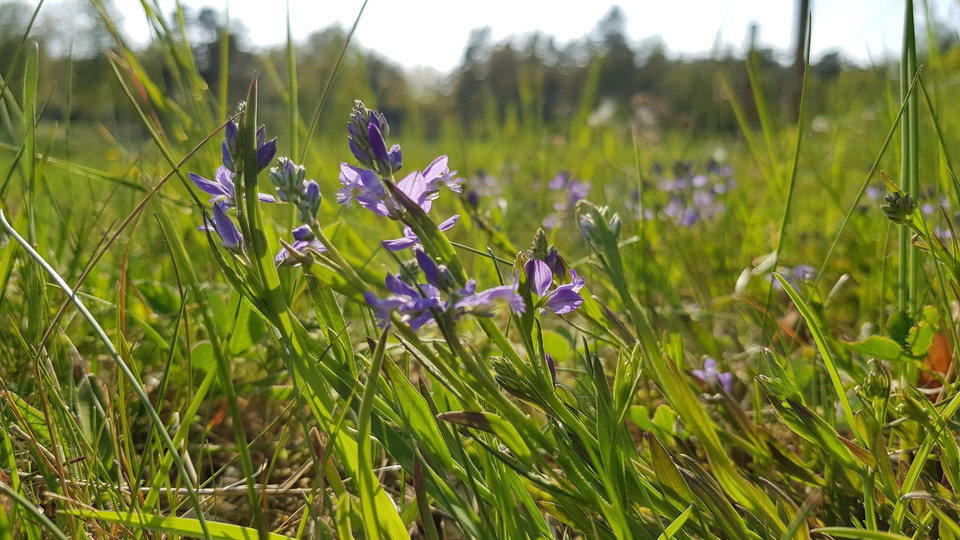 Jungfrulin  i beteshage vid Västra Långängskärret. Foto Lidingö stad