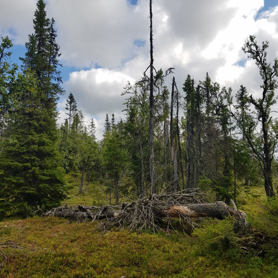 Gammelskog vid Särvfjället.