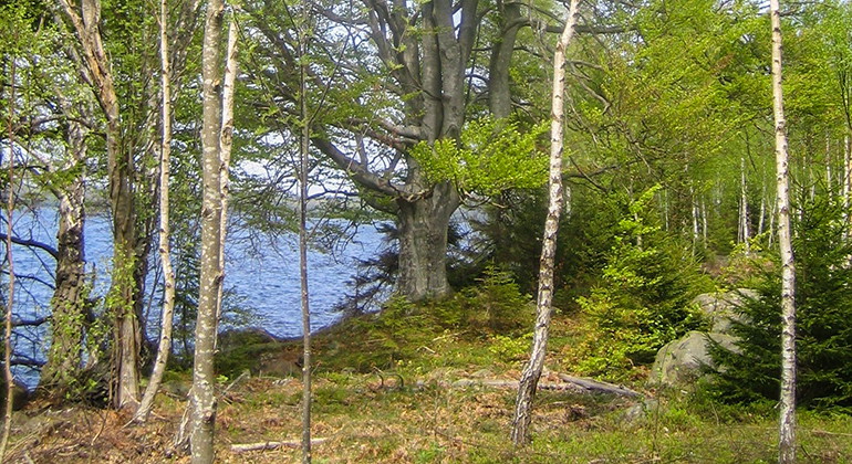 Foto: Länsstyrelsen i Kronobergs län