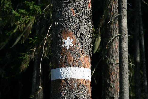 Reservatsmarkering på trädstam. Foto Per Gustafsson.