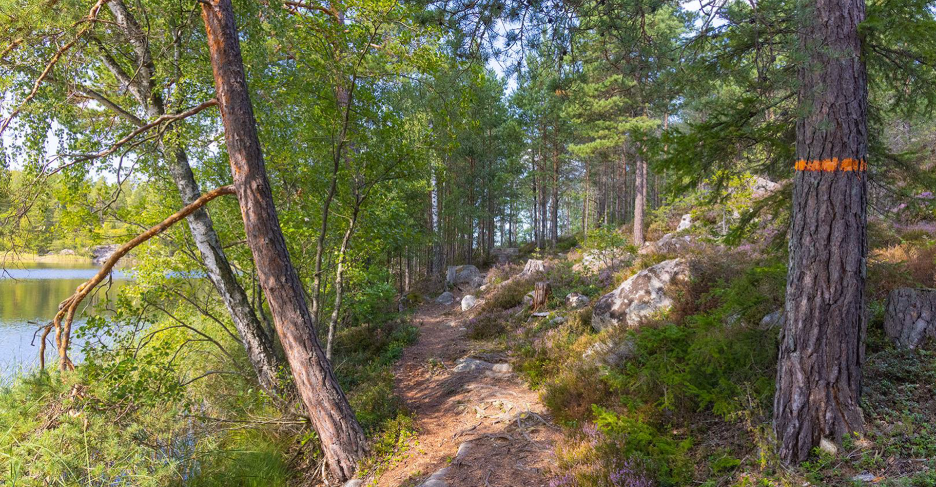 Skogsstig på Vikbolandet.