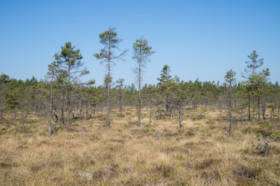 Fotograf: Tobias Ivarsson