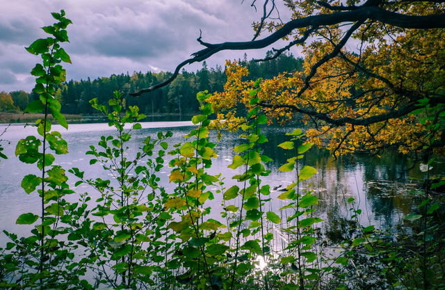 Reflektionsplats 4- Skogsstoppet vid sjön - Vattnets kraft
