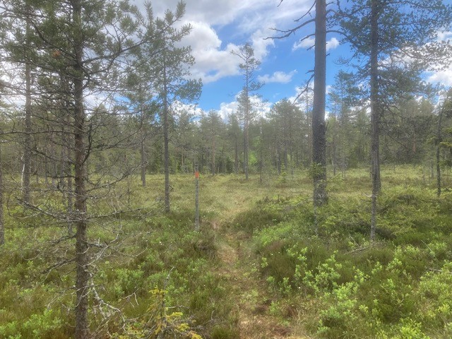 Vandringsled, Titjärnskogen