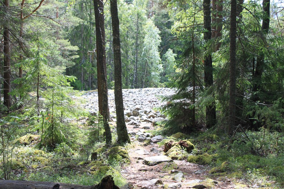 En stenig och ojämn stig genom skogen leder fram till en öppen yta täckt av stenar. 