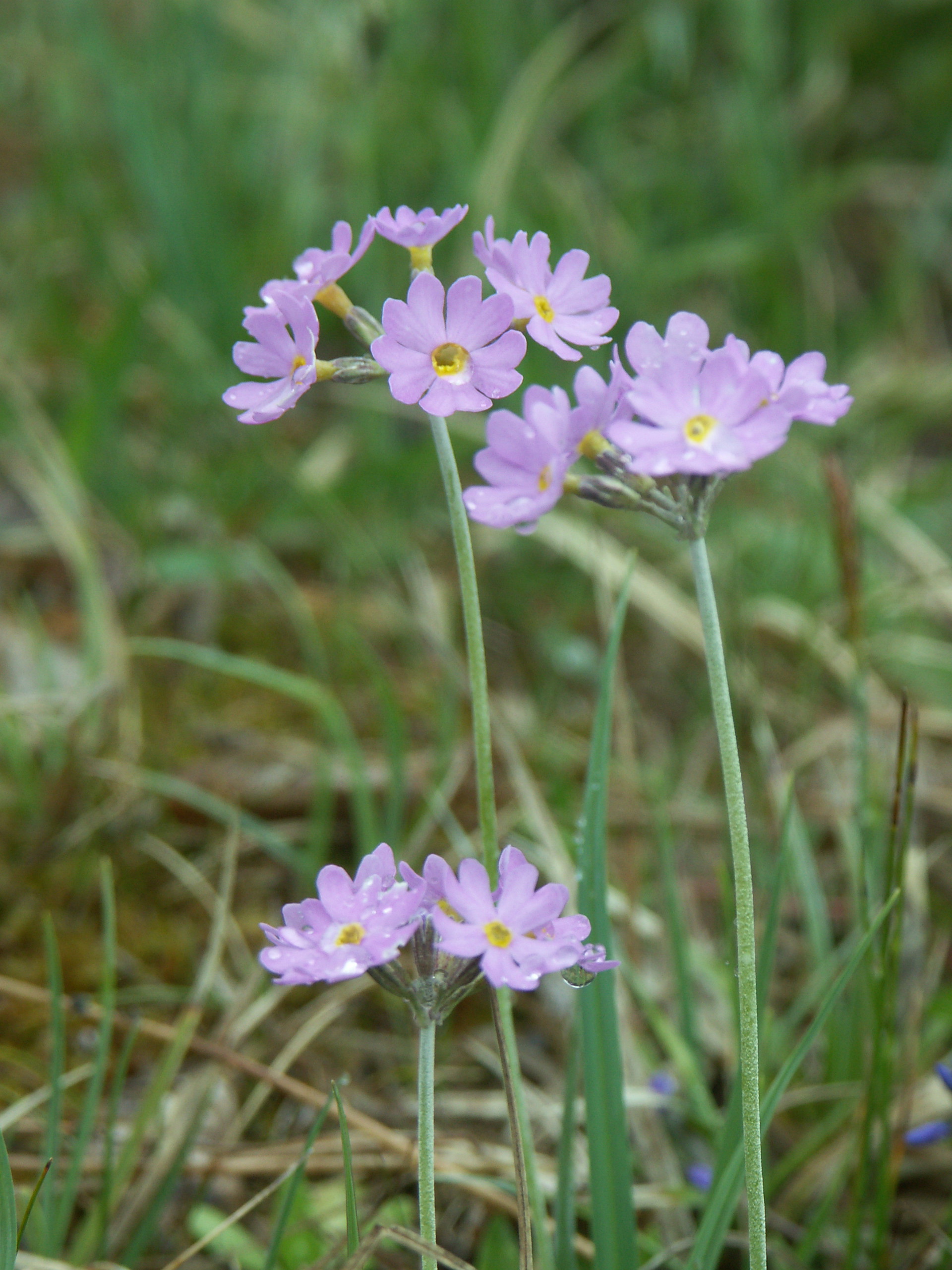 Örbackens kalkkärr naturreservat