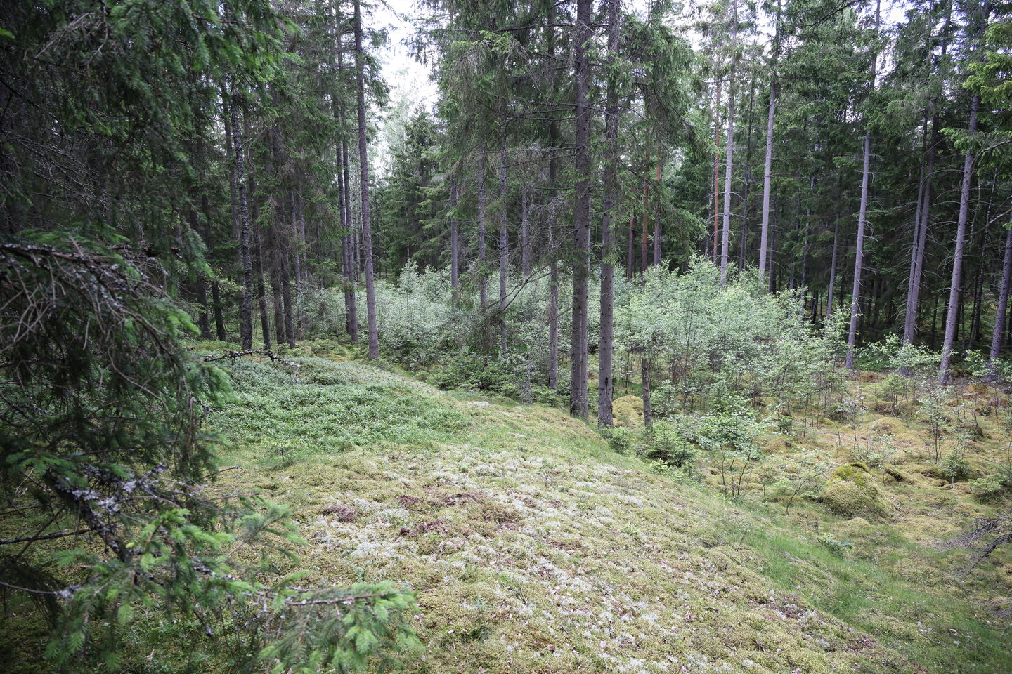 Foto: Niklas Kämpargård