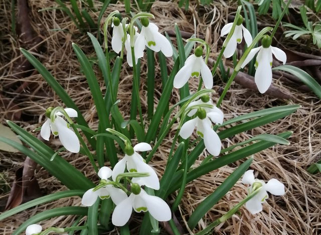 Hagaparken elljusspår