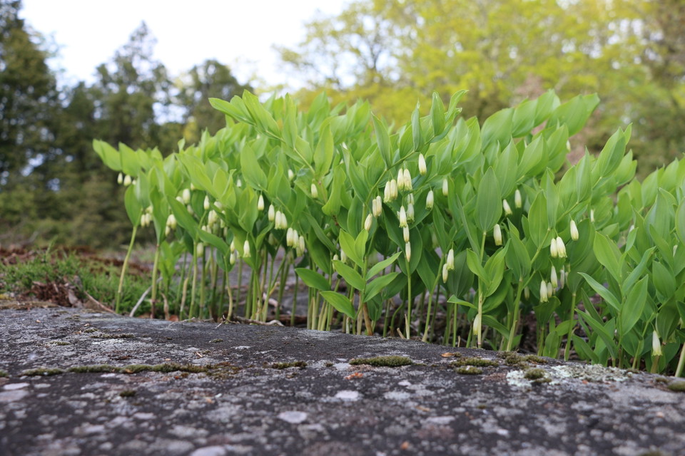 Vita svagt klockformade blommor vid en klipphäll.