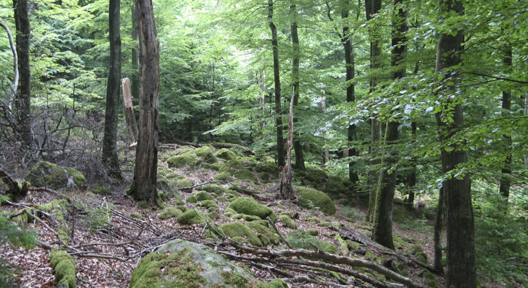 grönskande skog