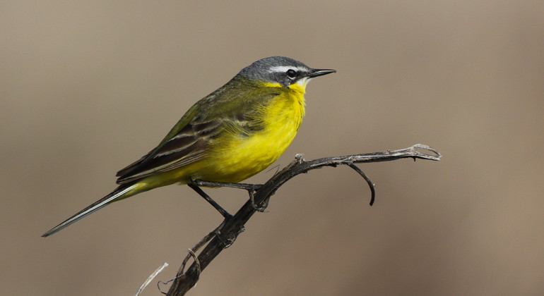 Gulärla.