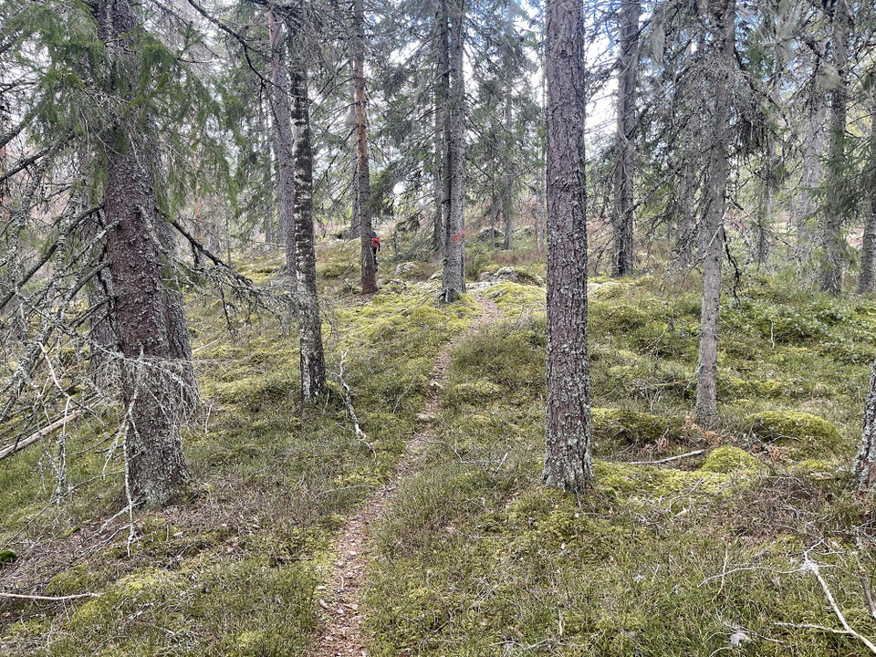 En smal stig kantad av barrträd.