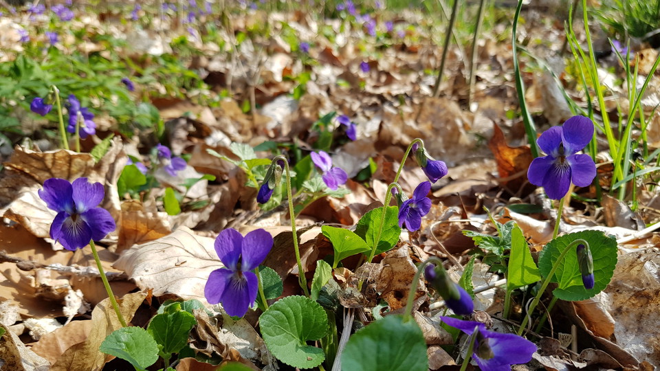 Violer i Kappsta. Foto Lidingö stad