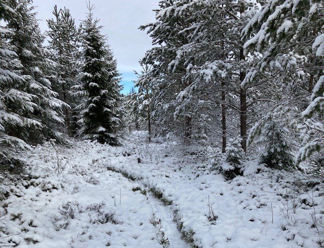 Vinter i reservatet