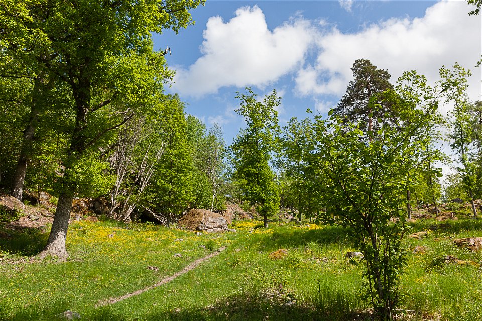 En smal, ojämn och något kuperad stig går genom hagmarken. Marken är ojämn med flera stora stenar utspridda. Runtomkring finns flera lövträd.