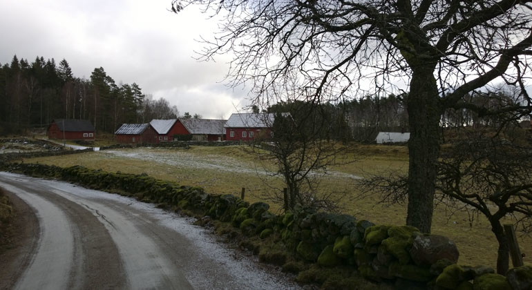 En väg och träd, i bakgrunden syns byggnader.