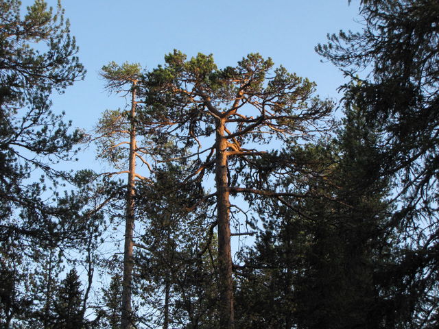 Flakaliden