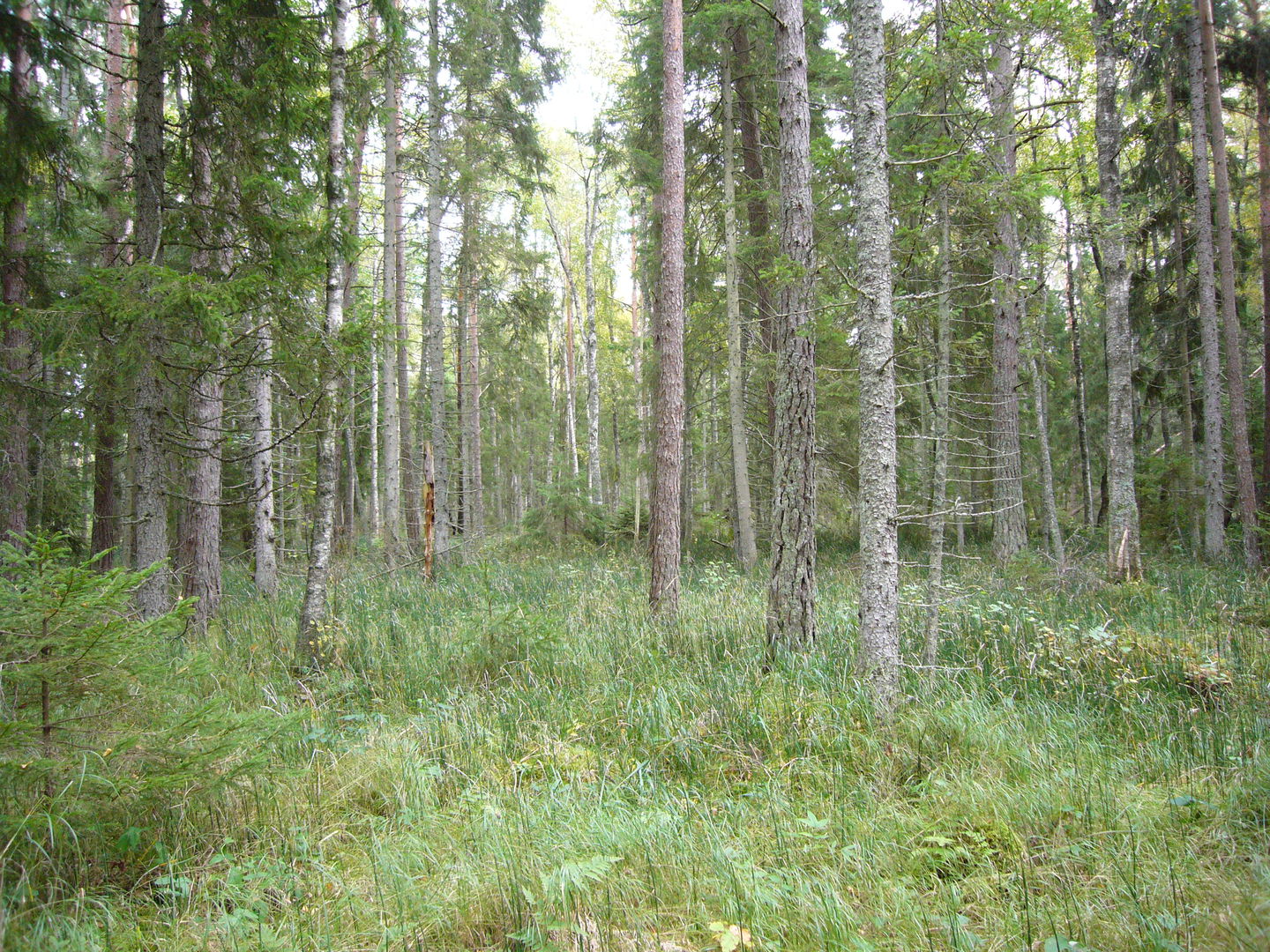 Gillbergas naturreservat