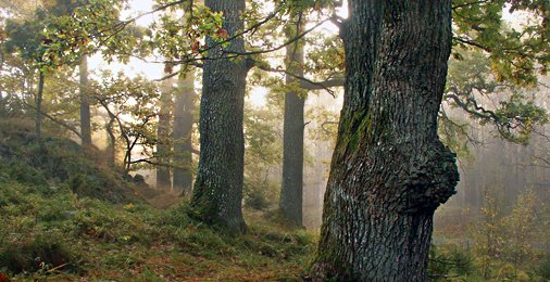 Trångsundsskogens naturreservat – lunglav och gamla träd