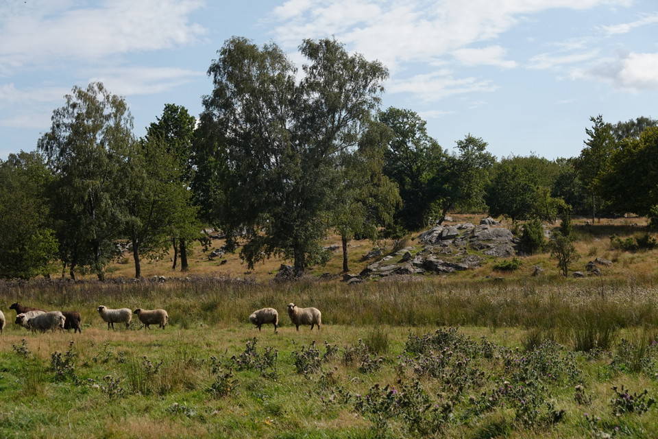 får på bete med synligt urberg i bakgrunden.
