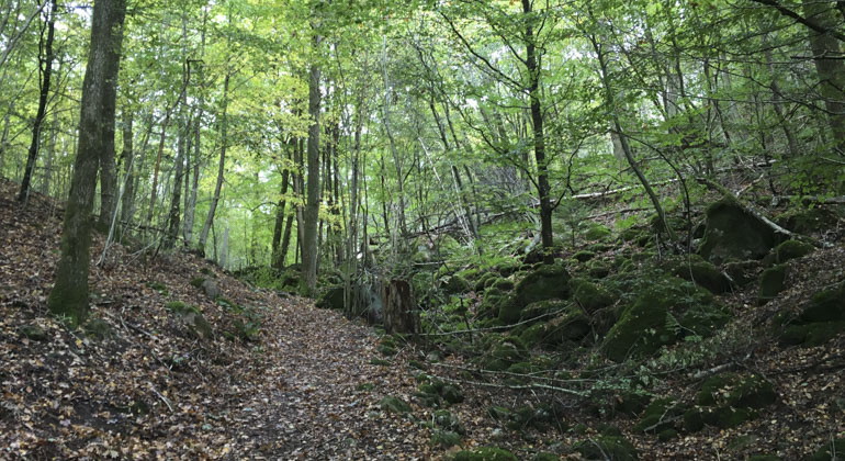 skog