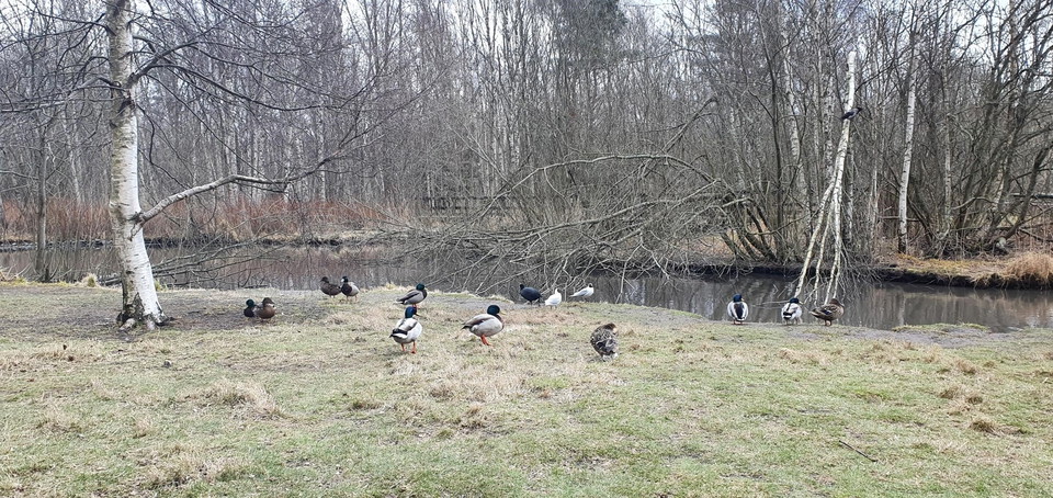 Dammarna lockar till sig fåglar året om. Gräsänder, sothöns och skrattmåsar syns på bilden.