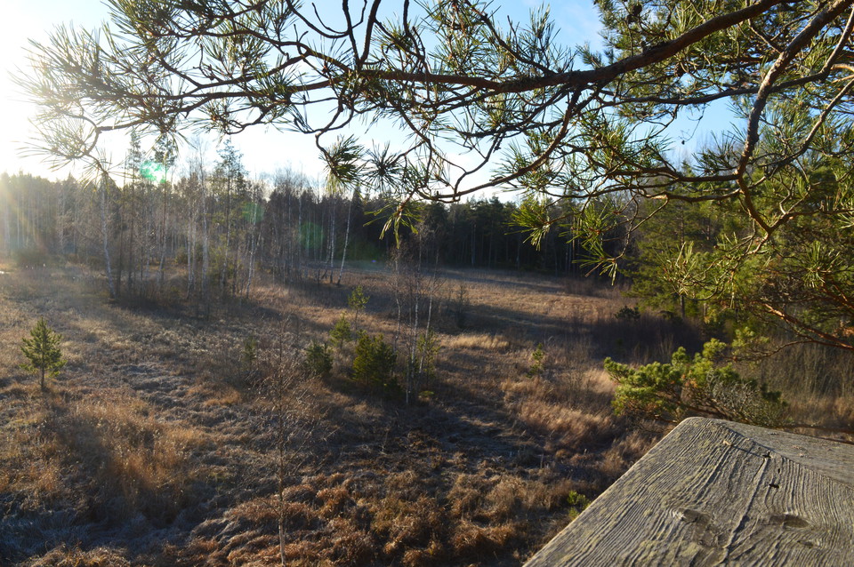 Utsikten från tornet är över ett öppet område med örter, kantat av skogens träd.