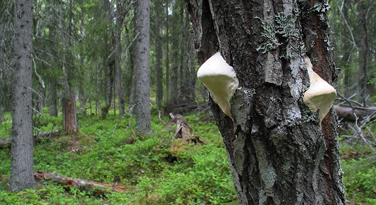 Granbergsbranten.