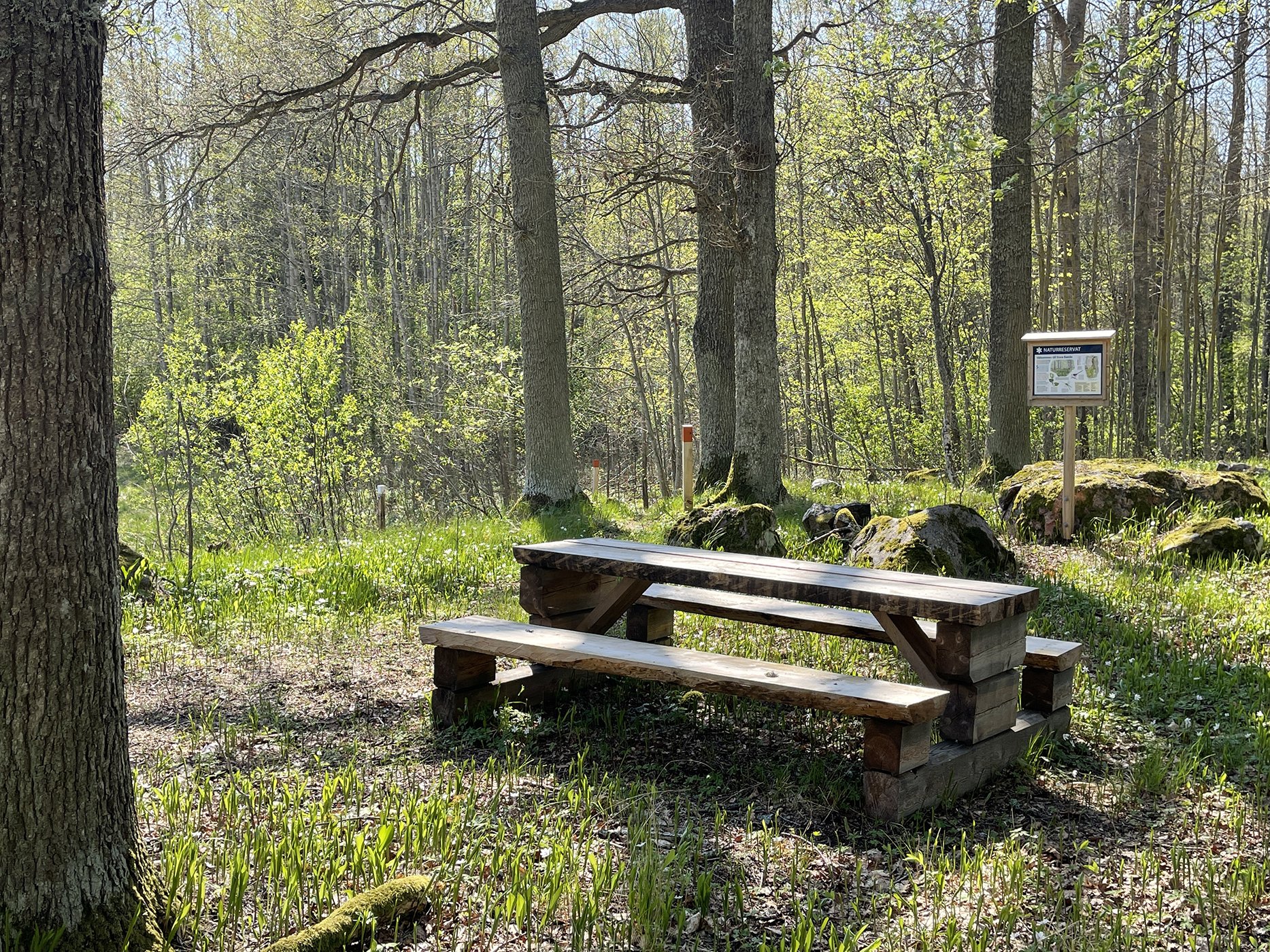 Picknickbord med bänkar i grönskande vårskog.