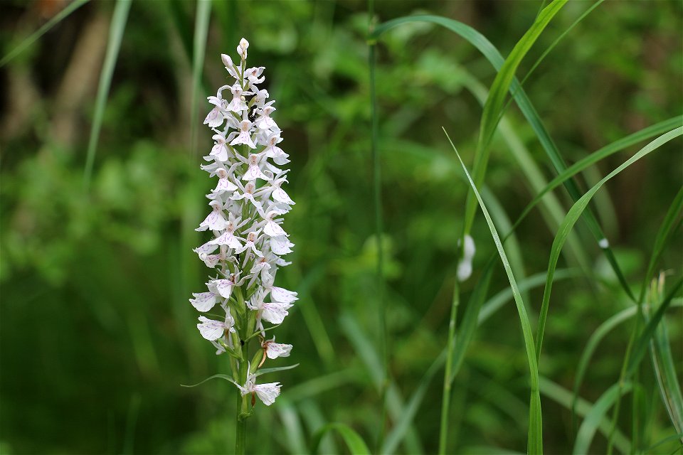 Växt med små vita blommor tätt intill varandra.